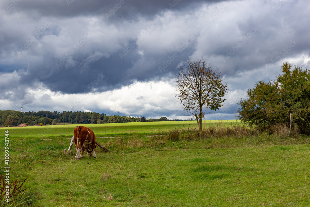 Cows grazing in the pasture