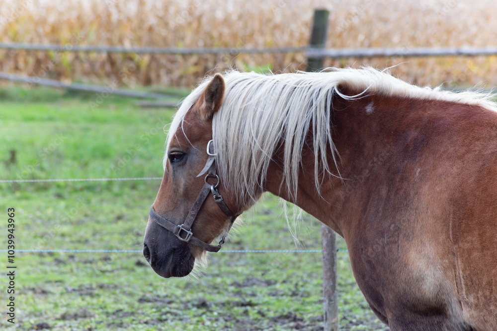 Horse grazing in the pasture. Close-up shot.