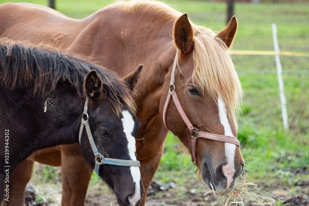 Horse grazing in the pasture. Close-up shot.