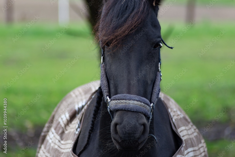 Horse grazing in the pasture. Close-up shot.