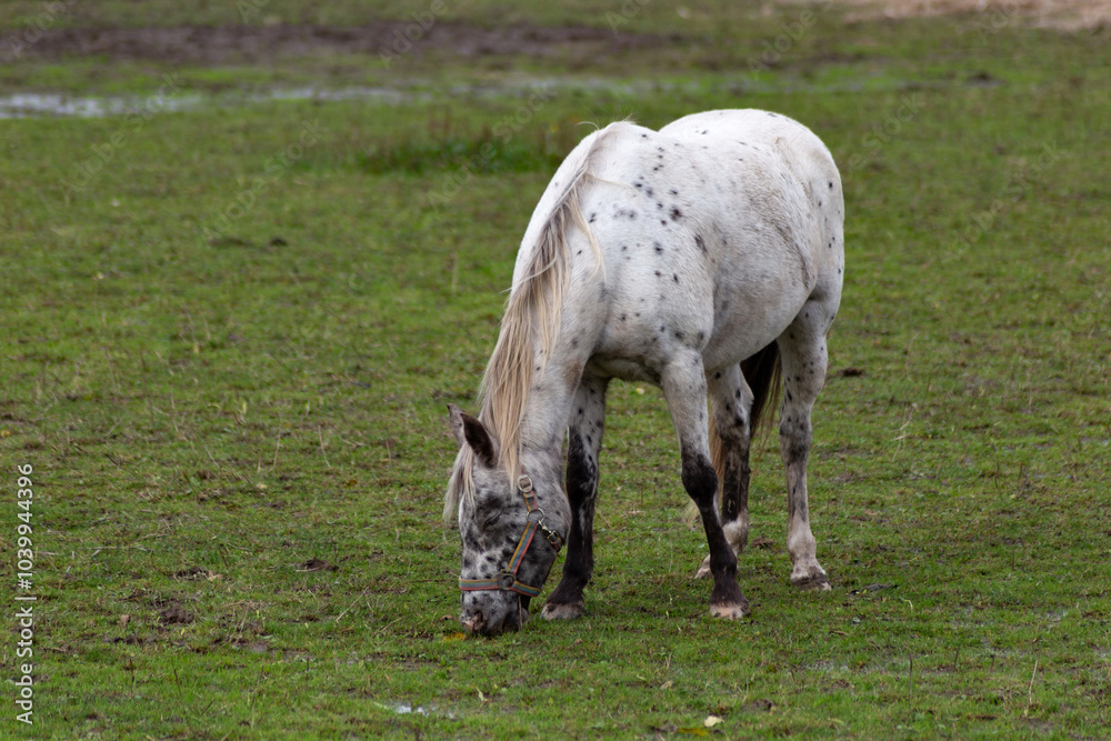 Horses grazing in the pasture.
