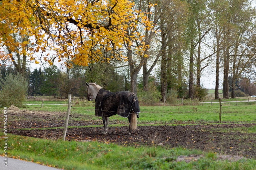 Horses grazing in the pasture.