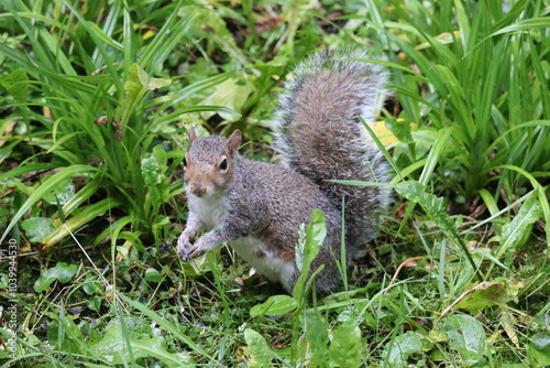 Grey squirrels in Ireland