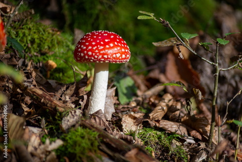 Obraz na płótnie Close-up of fly agaric mushrooms (Amanita muscaria) growing in a sunlit forest. w salonie