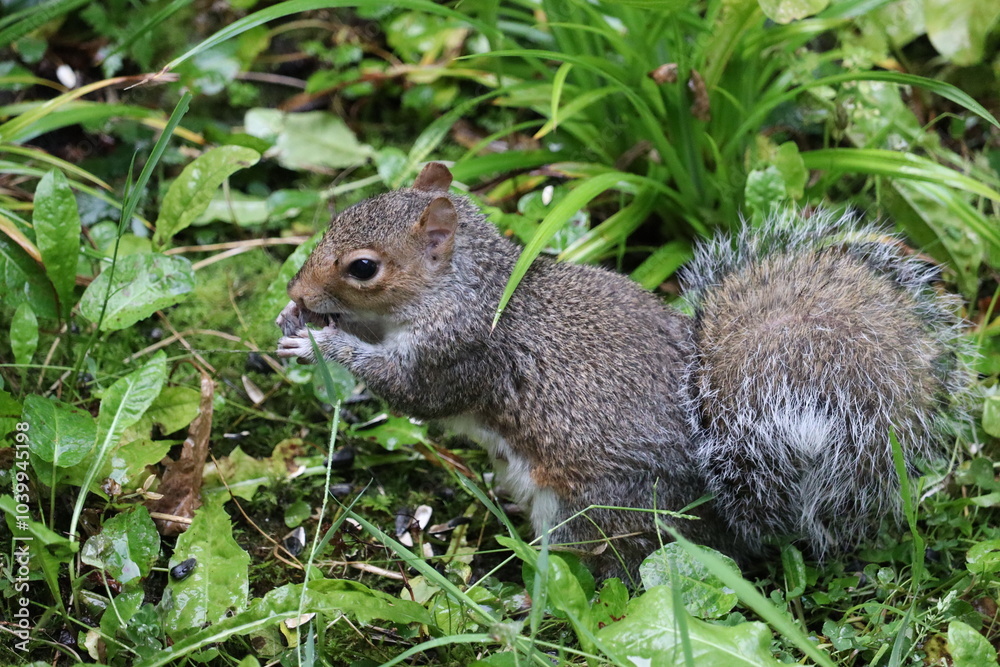 Grey squirrels in Ireland