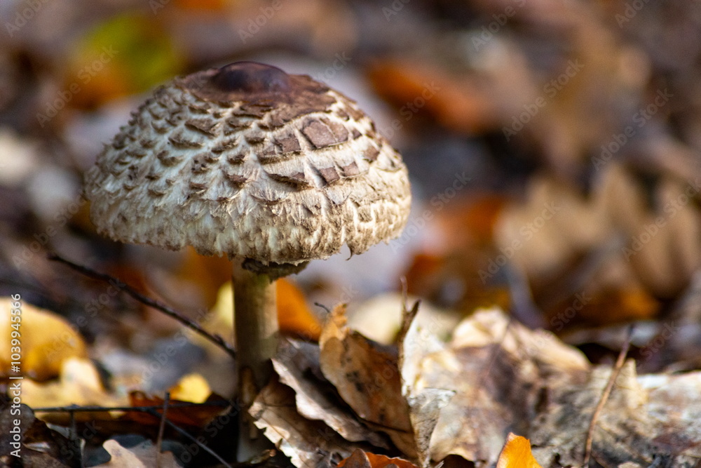 Agaricus silvaticus in a autumn forest
