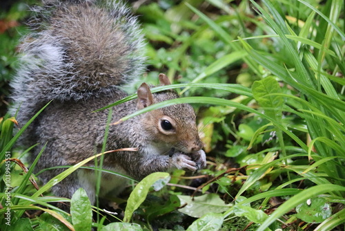 Canvas Print Grey squirrels in Ireland