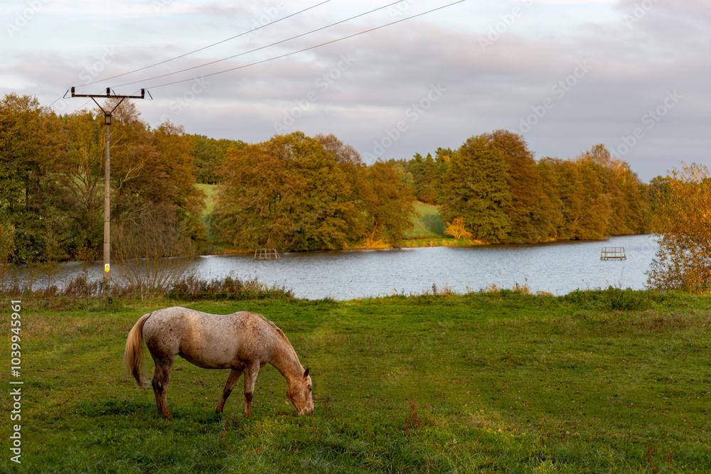Horse grazing in meadow on autumn evening