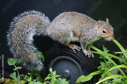 Grey squirrels in Ireland