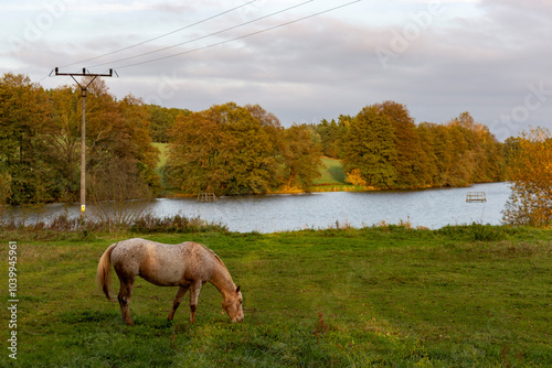 Obraz na płótnie Horse grazing in meadow on autumn evening w salonie