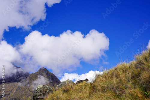 Spectacled Bear Cub in the Wild, Inka Trail, Cusco, Peru
