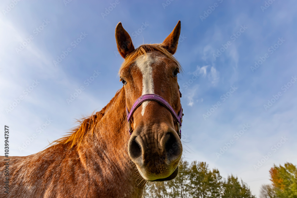 A close-up of a horse's head, a bit funny.