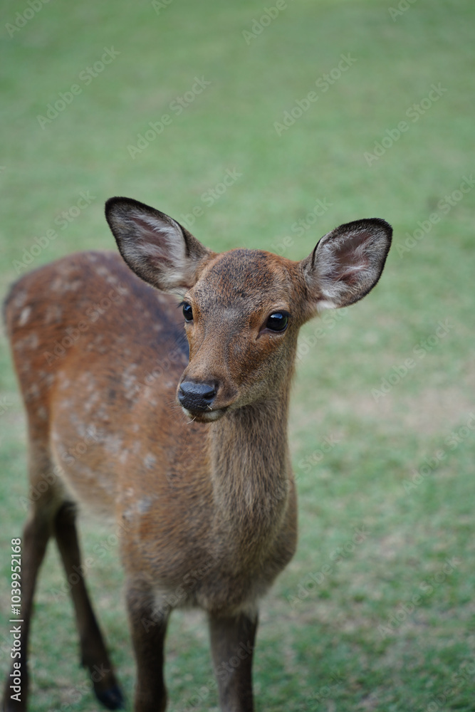 Fototapeta premium Deer in Nara Park, Japan. Nara is one of the most popular tourist destinations in Japan