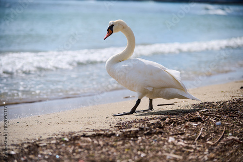 Fototapeta Naklejka Na Ścianę i Meble -  A swan standing on the beach by the water, looking out at the horizon. Shot under bright sunlight with shimmering reflections on the water