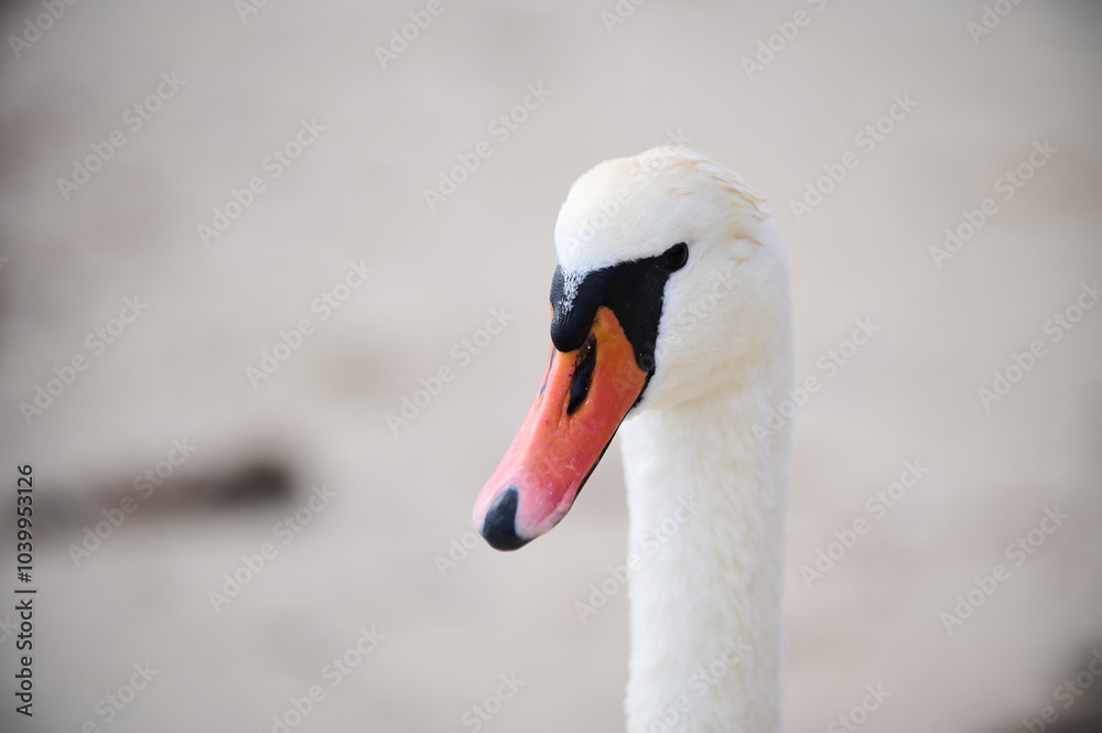 Obraz premium Close-up portrait of a swan by the water, showcasing its elegant long neck and bright orange beak. The serene background emphasizes the bird's graceful presence.