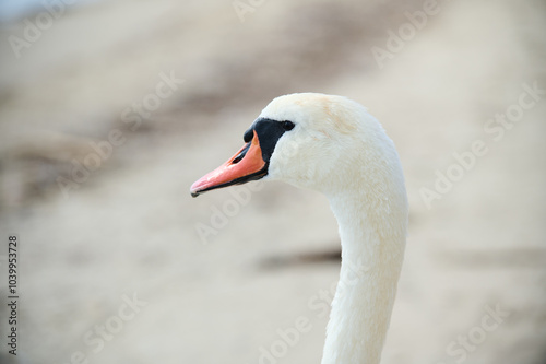 Fototapeta Naklejka Na Ścianę i Meble -  Close-up portrait of a swan by the water, showcasing its elegant long neck and bright orange beak. The serene background emphasizes the bird's graceful presence.
