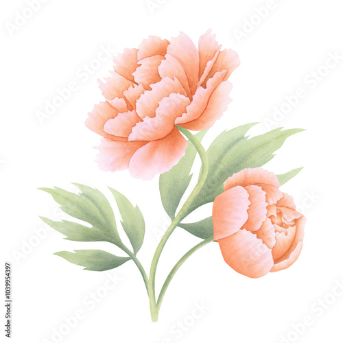 Peony flower with bud and leaves in orange, coral, peach color on isolated background. Hand drawn watercolor botanical illustration. Clipart for design, cards, invitations, congratulations, packaging.