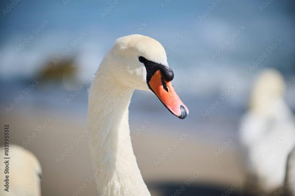 Fototapeta premium Close-up of a graceful swan on a bright sunny day, with its distinctive red beak and elegant neck in full display. The bird stands calmly near the water.