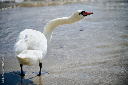 A swan stands gracefully at the water s edge, its neck extended towards the shimmering waves of the lake. This tranquil scene captures the beauty of nature and the bird's peaceful demeanor photo