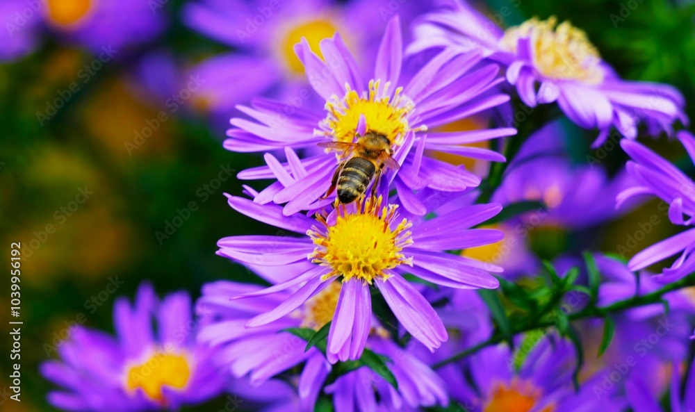 Bee and purple flower in the garden close macro detail Bee and purple flower in the garden close macro detail