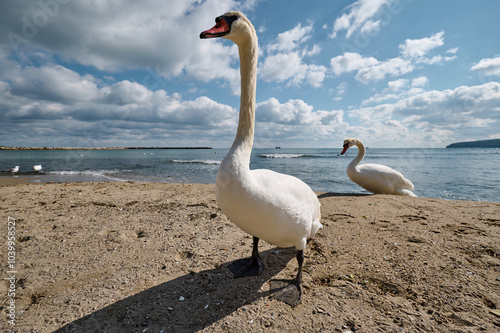 Elegant swans standing on a sandy beach near the water. These graceful birds, with their elongated necks and white feathers, pose majestically against a backdrop of the sea and sky photo