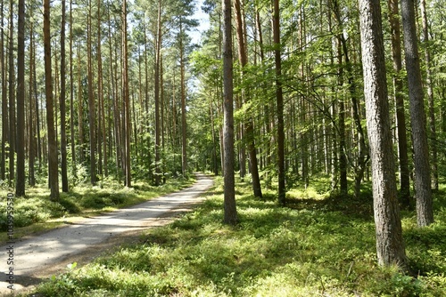 Scenic forest pathway with tall trees and lush greenery.