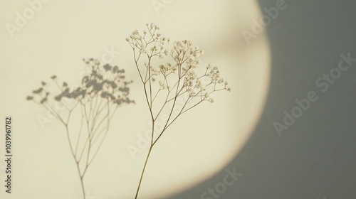 Delicate flowers casting shadows on a softly lit wall.