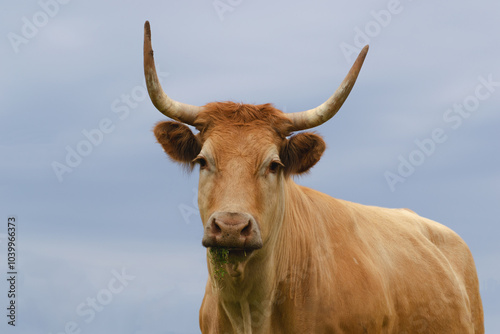 Limousin cow photo