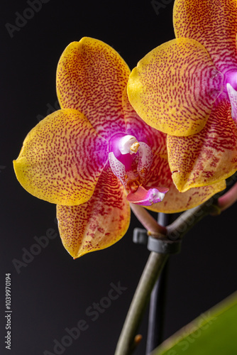 Floral concept. Orchid growing tips.  Most commonly grown house plants. Orchids blossom close up. Orchid flower pink and yellow bloom. Phalaenopsis orchid. photo