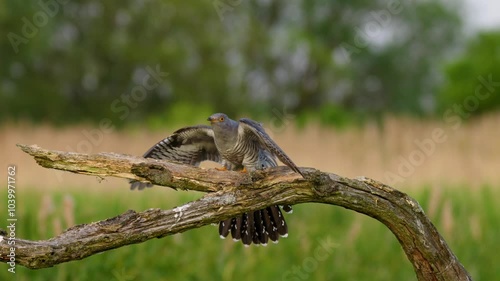 Common cuckoo (Cuculus canorus) in flight, bird flying