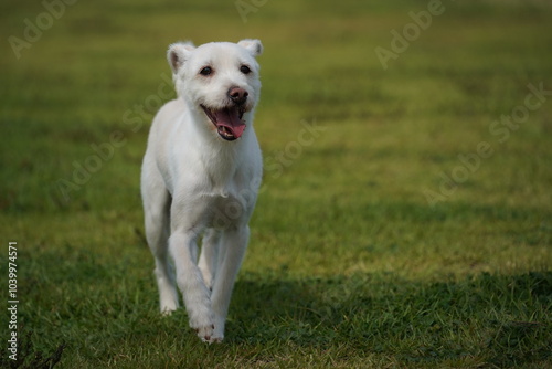 White dog running on the green grass in the park