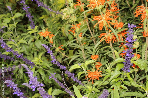 flowers in the garden