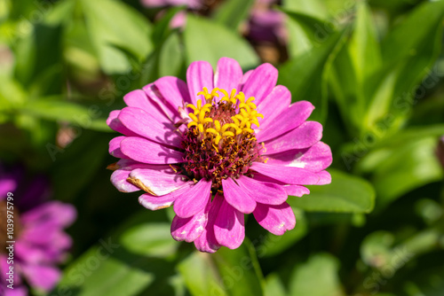 pink cosmos flower