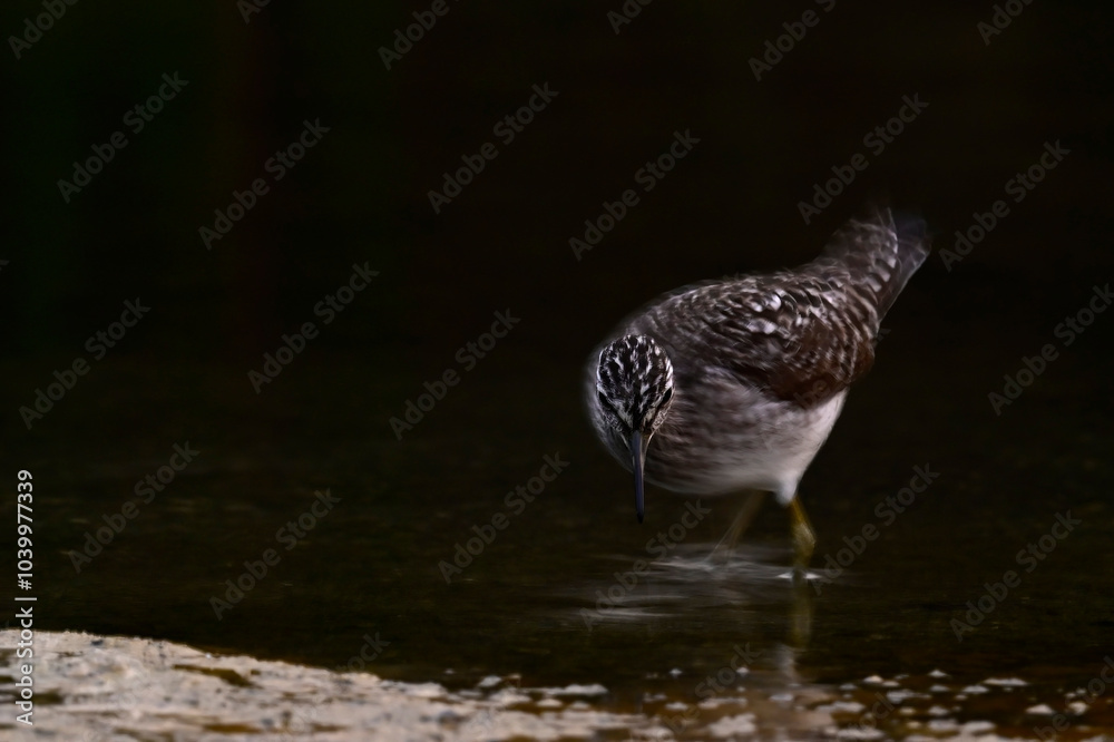 Fototapeta premium Bruchwasserläufer // Wood sandpiper (Tringa glareola) 