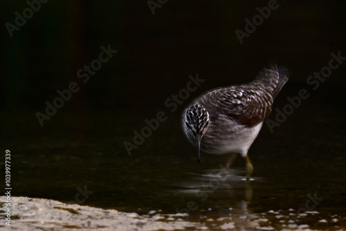 Bruchwasserläufer // Wood sandpiper (Tringa glareola)  photo