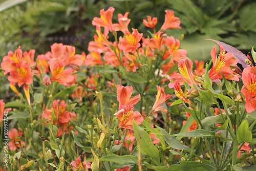 red and yellow flowers #1039977342