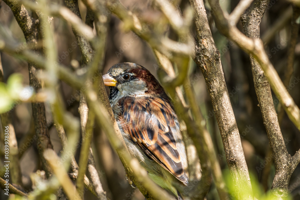 sparrow hidden behind branches sparrow hidden behind branches