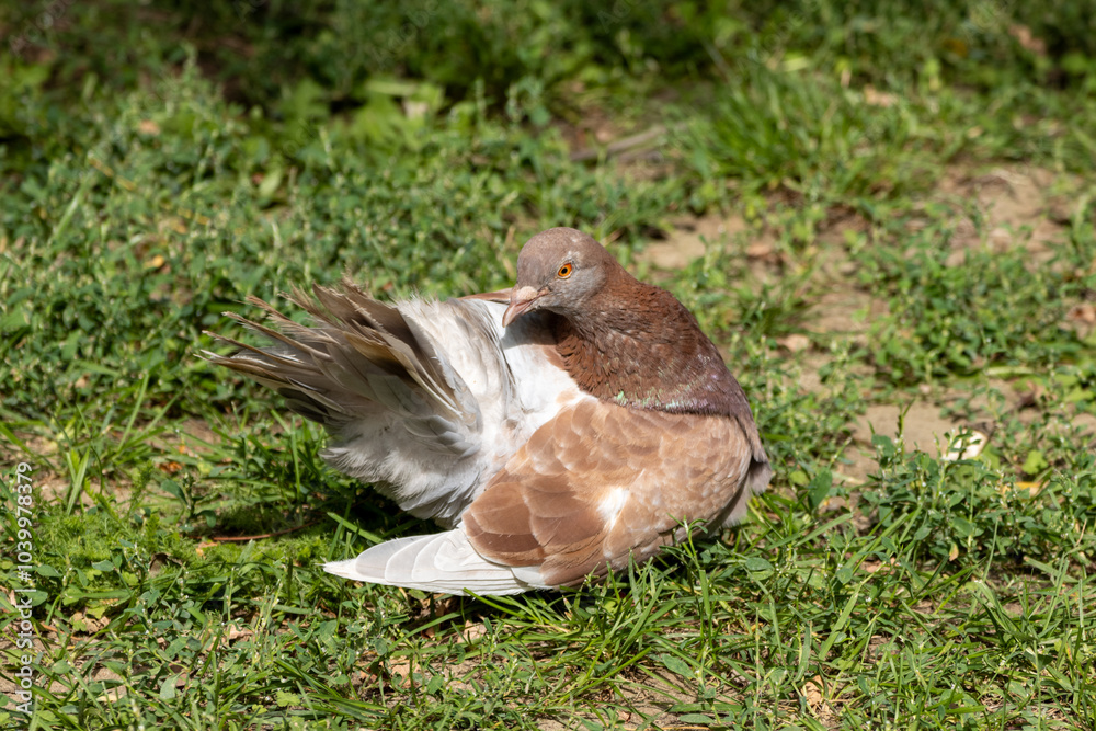 Fototapeta premium pigeon on the grass