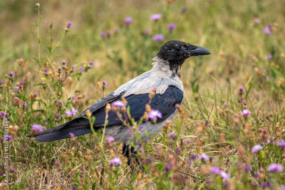Obraz premium crow on the grass