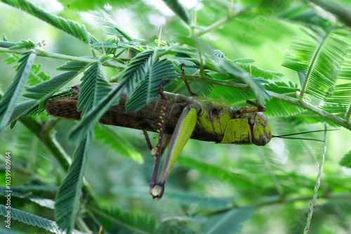 grasshopper perched on a leaf of Orthosiphon aristatus photo