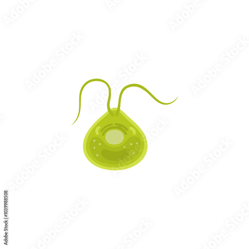 Chlamydomonas illustration