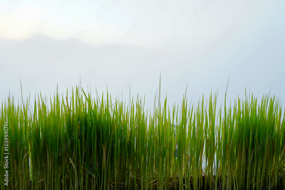 Fototapeta premium green grass in the morning
