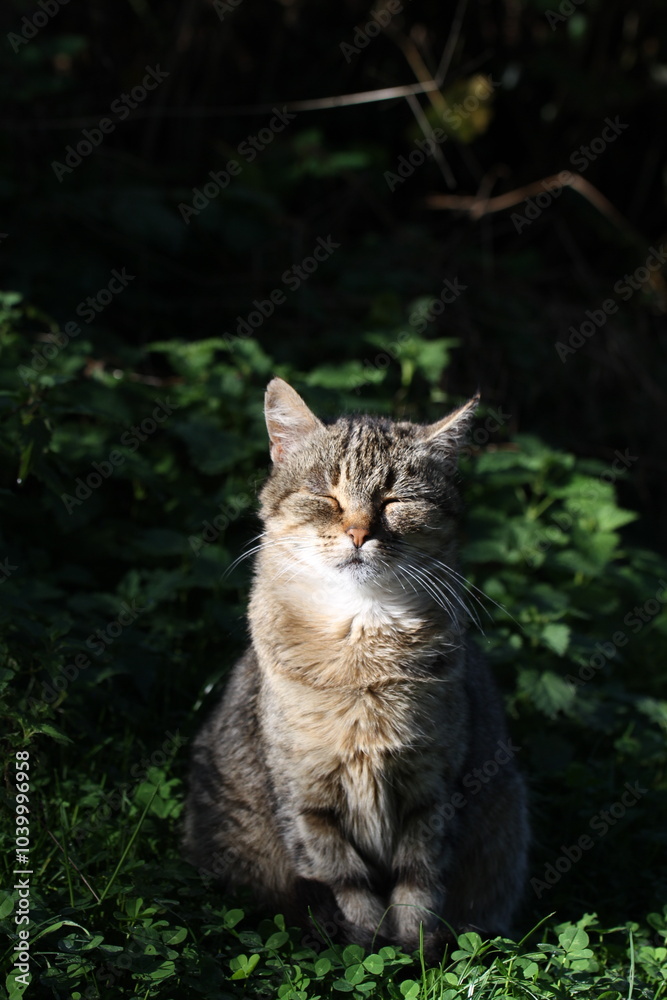 Obraz premium tabby and white cat outdoors with green plants garden in street cars