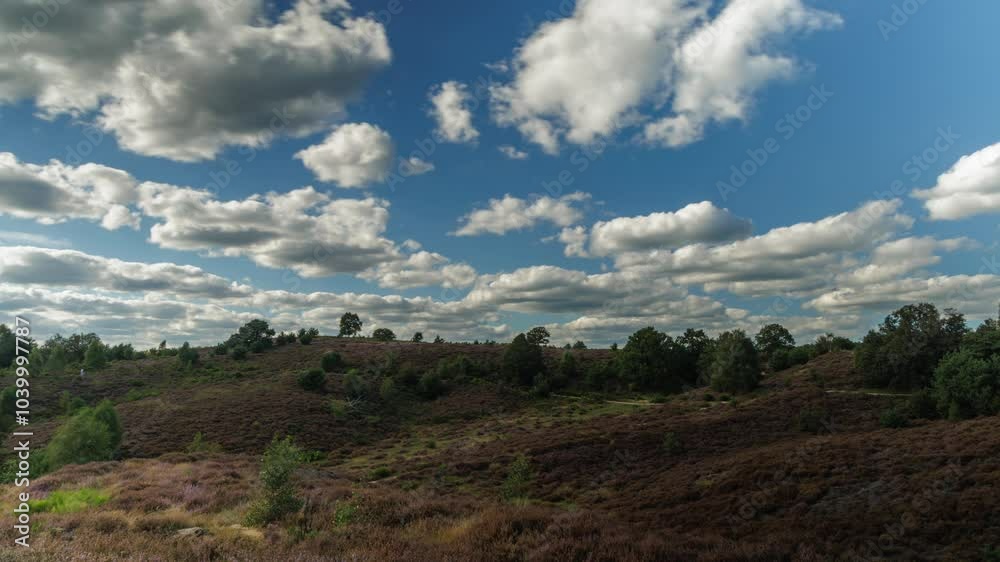Time lapse of Dutch national park Veluwezoom at the Posbank with blooming heath in Rheden, The Netherlands Time lapse of Dutch national park Veluwezoom at the Posbank with blooming heath in Rheden, The Netherlands