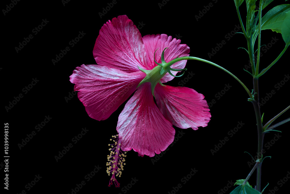 Fototapeta premium Red hibiscus flower (Hibiscus rosa-sinensis) on black background