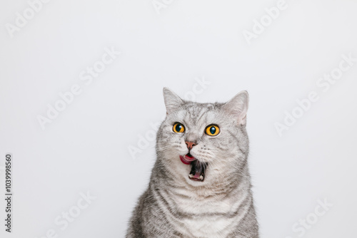 Bilde på lerret Funny cat with open mouth and tongue out, beautiful cat lick his lips, white bac