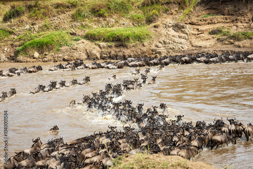 Photo of the wildebeests crossing the Mara River during their annual migration in Serengeti national park in Tanzania