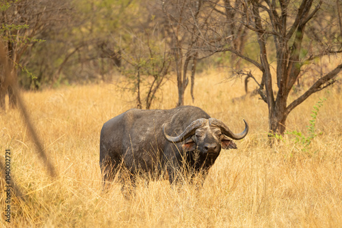 Serengeti Photo of a cape buffalo in Serengeti national park in Tanzania, Africa