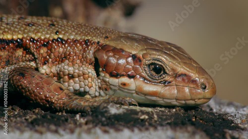 Viviparous lizard (Zootoca vivipara), reptile eye blinking