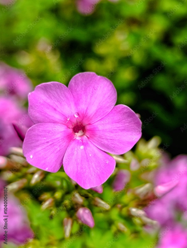 Pink phlox in the garden. Small pink flowers have grown and blossomed on a long green stem in the garden Pink phlox in the garden. Small pink flowers have grown and blossomed on a long green stem in the garden